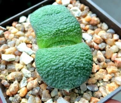 gasteria armstrongii Renni Wong