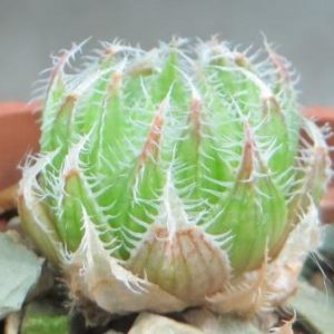 haworthia scabrispina florispina
