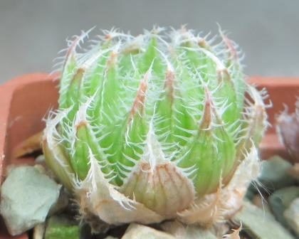 haworthia scabrispina florispina