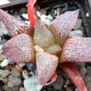 Haworthia magnifica var. splendens x Haworthia Emelyae  Liliaceae