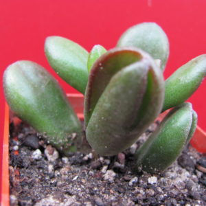 Crassula  ovata    *HOBBIT*