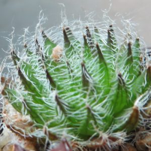 haworthia arachnoidea