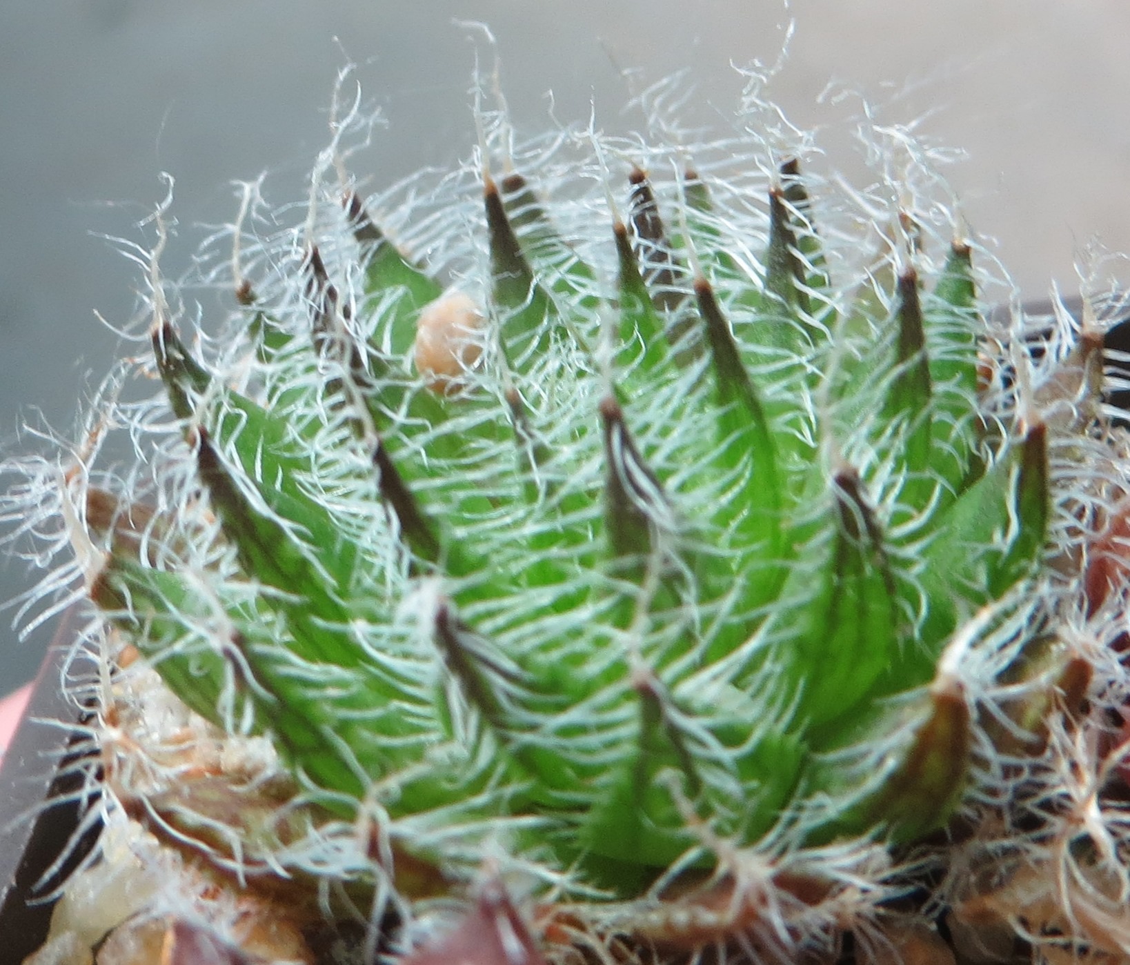 haworthia arachnoidea