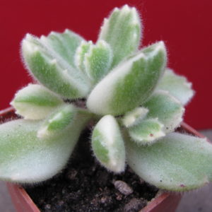Cotyledon  tomentosa   variegata