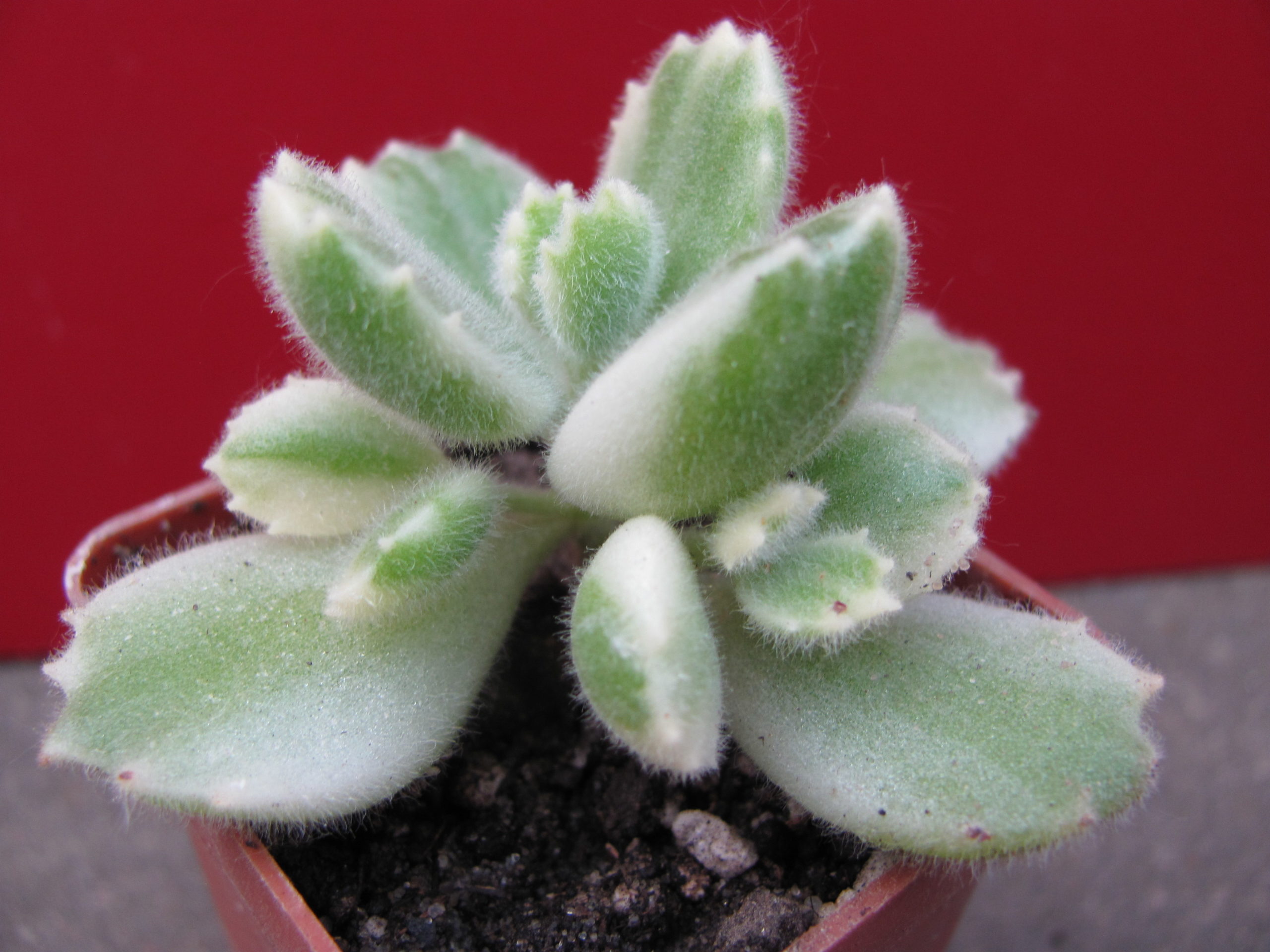 Cotyledon  tomentosa   variegata