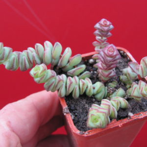 Crassula   marnieriana