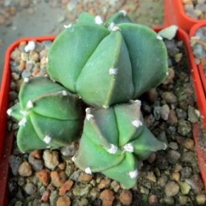 astrophytum kikko koh-yo monstrose