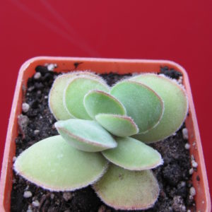 Crassula   cotyledonis