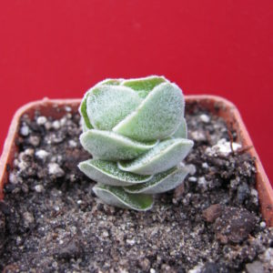Crassula     Ivory    Pagoda