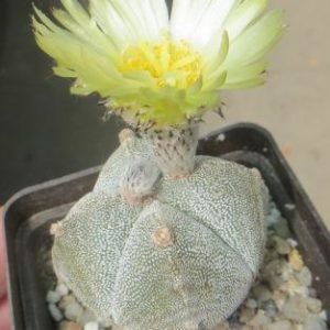 astrophytum quadricostatum ball