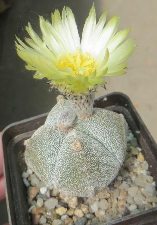astrophytum quadricostatum ball