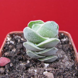 Crassula     Ivory   Pagoda