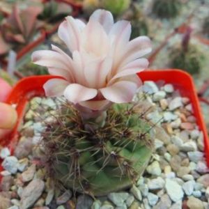gymnocalycium erinaceum