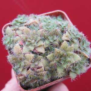 Crassula     setulosa