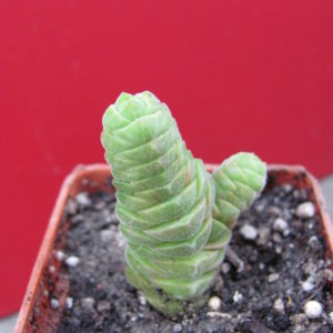 Crassula  columella