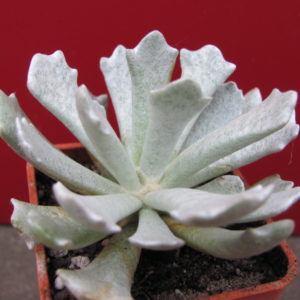 Senecio   scoposus    addoensis
