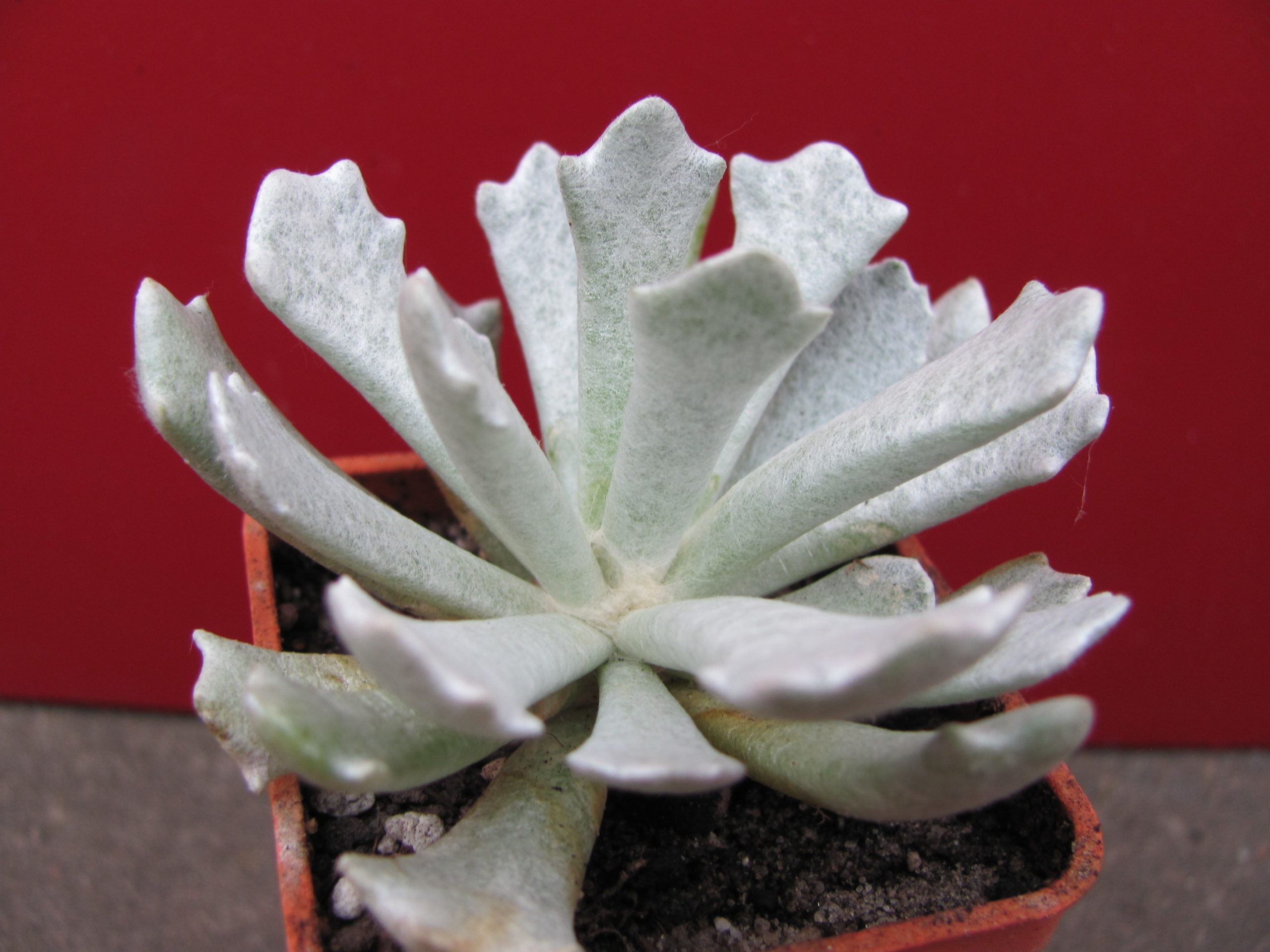 Senecio   scoposus    addoensis