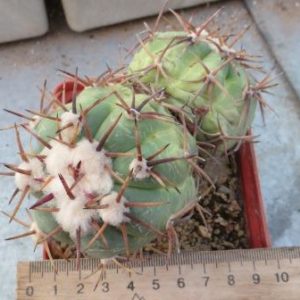 echinocactus horizonthalonius