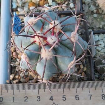 260.100 echinocactus horizonthalonius