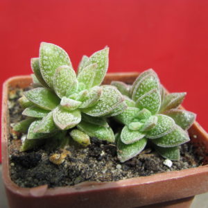 Crassula   Frosty