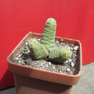 Crassula     columella