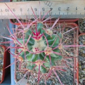 170.3 echinocactus parryi