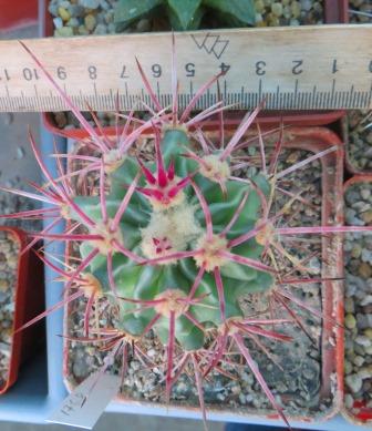 170.3 echinocactus parryi