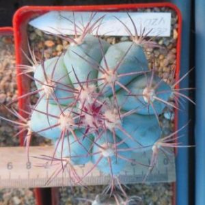 260.117 echinocactus horizonthalonius VSD 063 Salito Torech