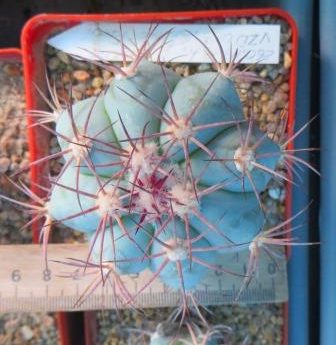 260.117 echinocactus horizonthalonius VSD 063 Salito Torech