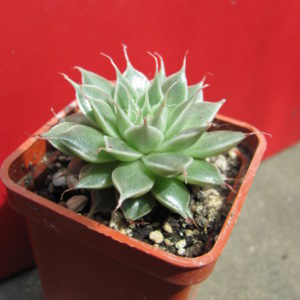 Graptopetalum     *Silver  Star*