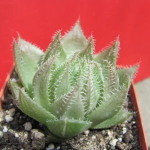 Haworthia   translucens   *Kroom   River*
