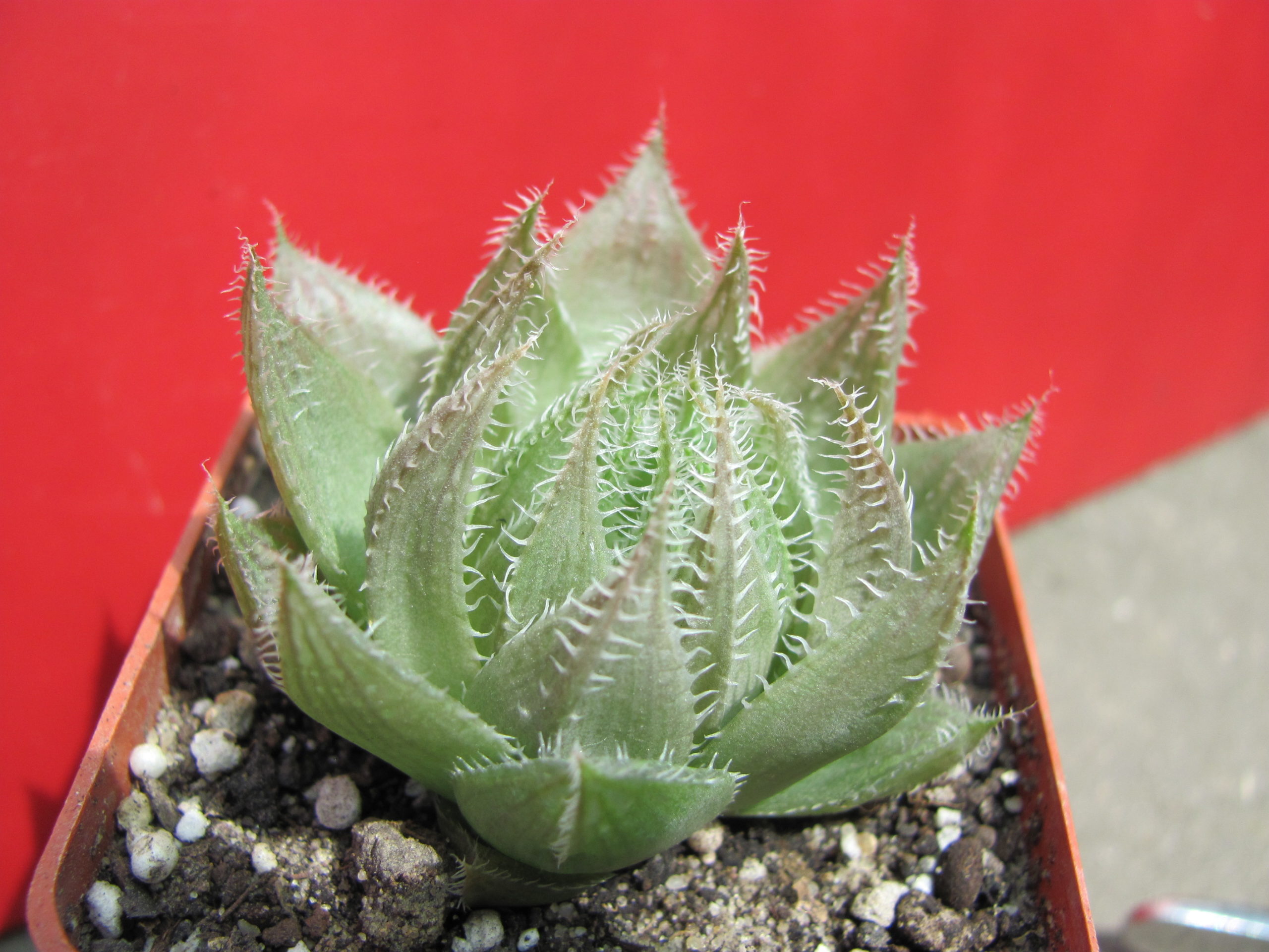 Haworthia   translucens   *Kroom   River*