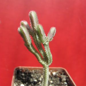 Crassula    licopodioides   variegata