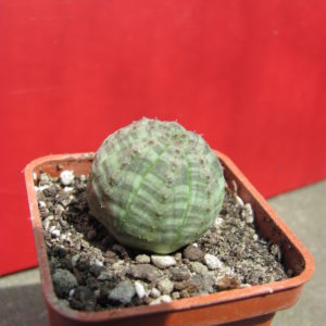 Euphorbia     simmetrica