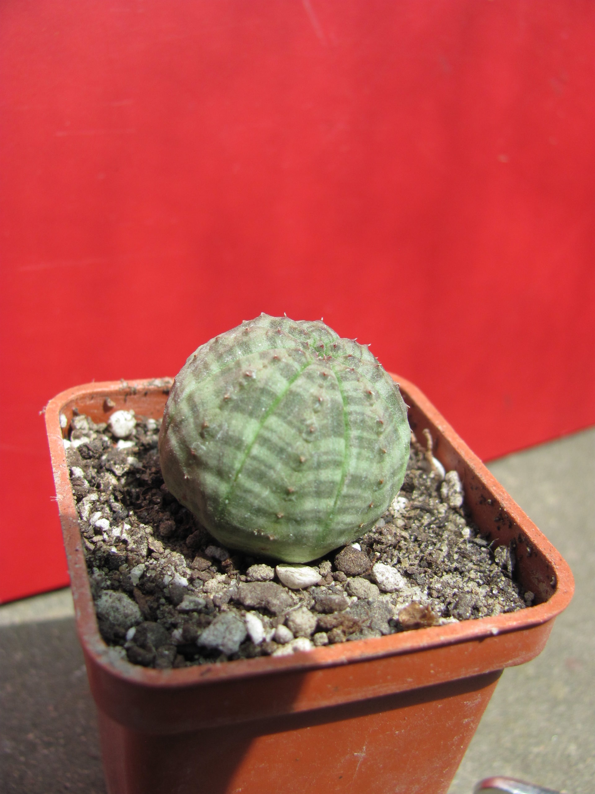 Euphorbia     simmetrica