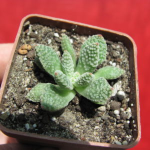 Crassula    ausensis   titanopsis