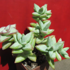 Crassula    perforata