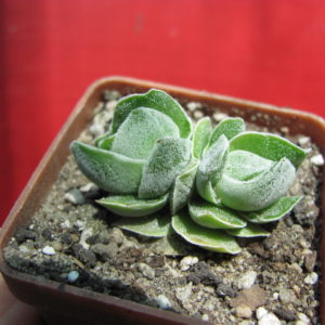 Crassula      Ivory   Pagoda