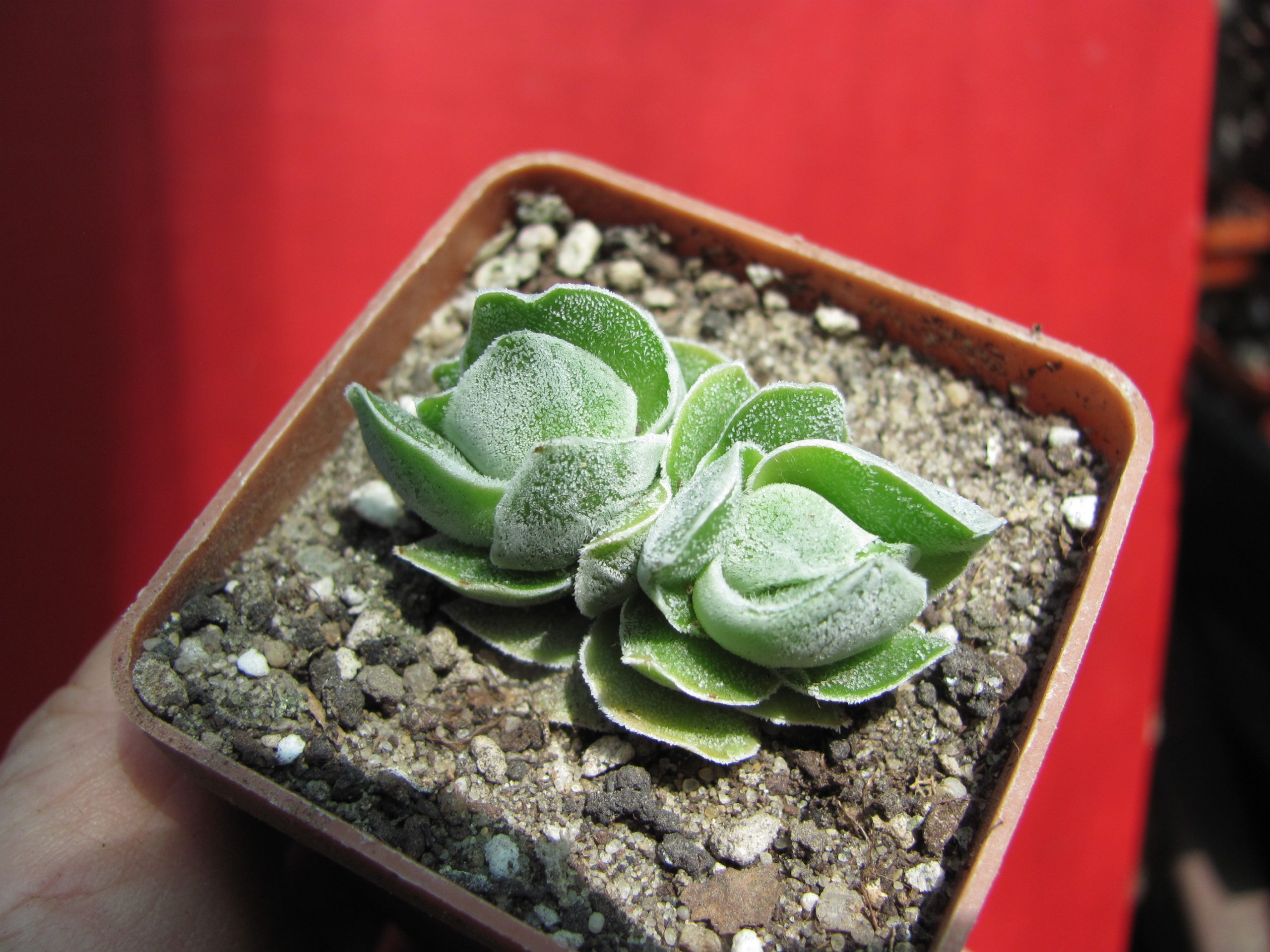 IMG_8575