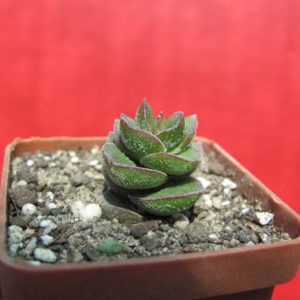 Crassula     *Jade   Tower*