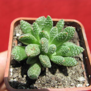 Crassula   ausensis    titanopsis