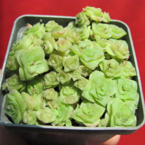 Crassula    socialis