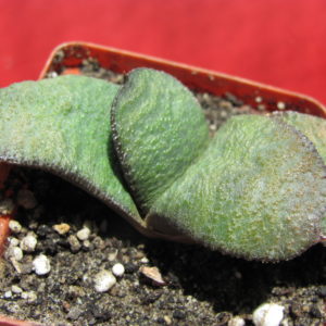 Gasteria    armstrongii   hybr.