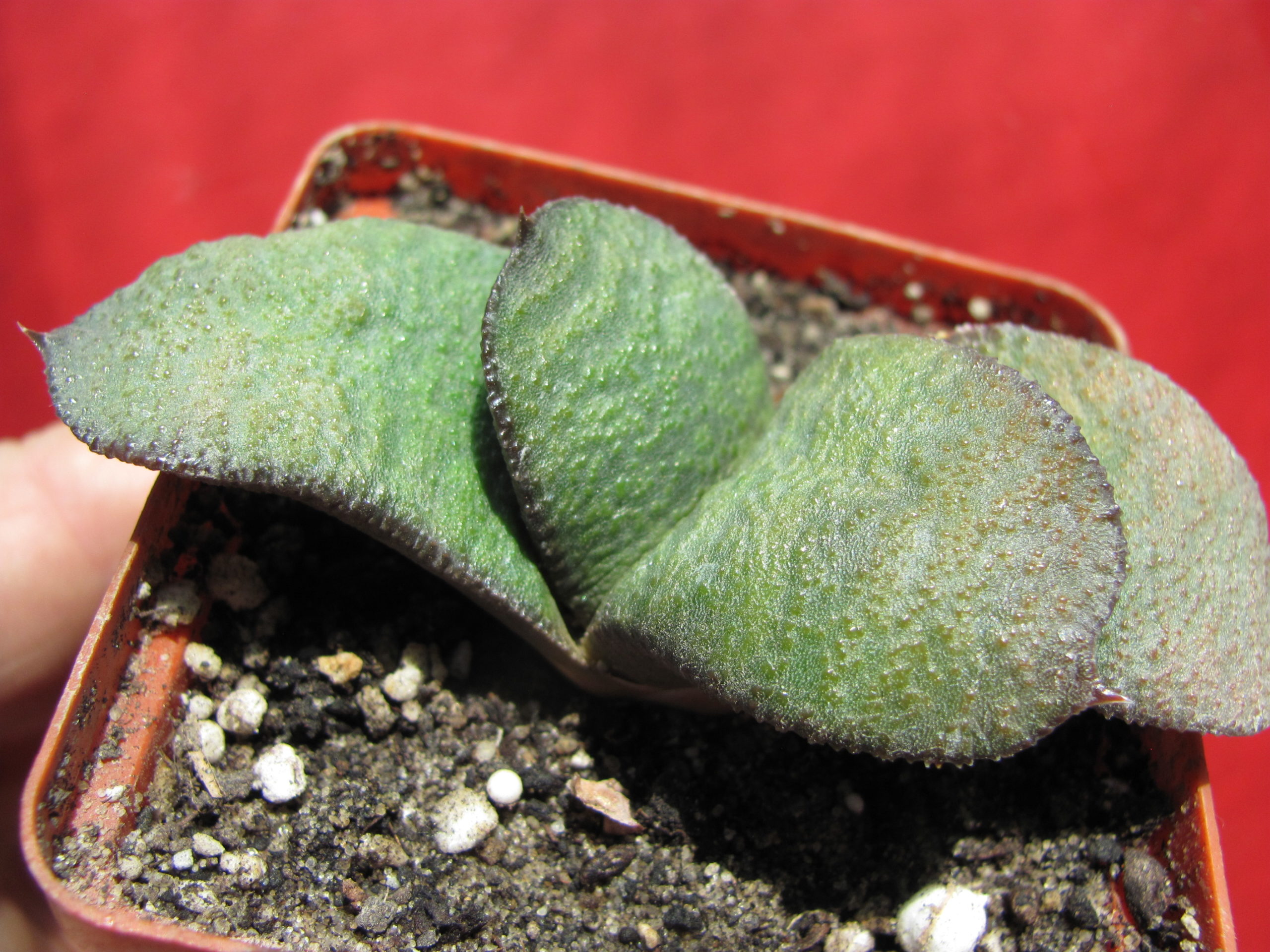 Gasteria    armstrongii   hybr.