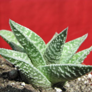 Gasteraloe