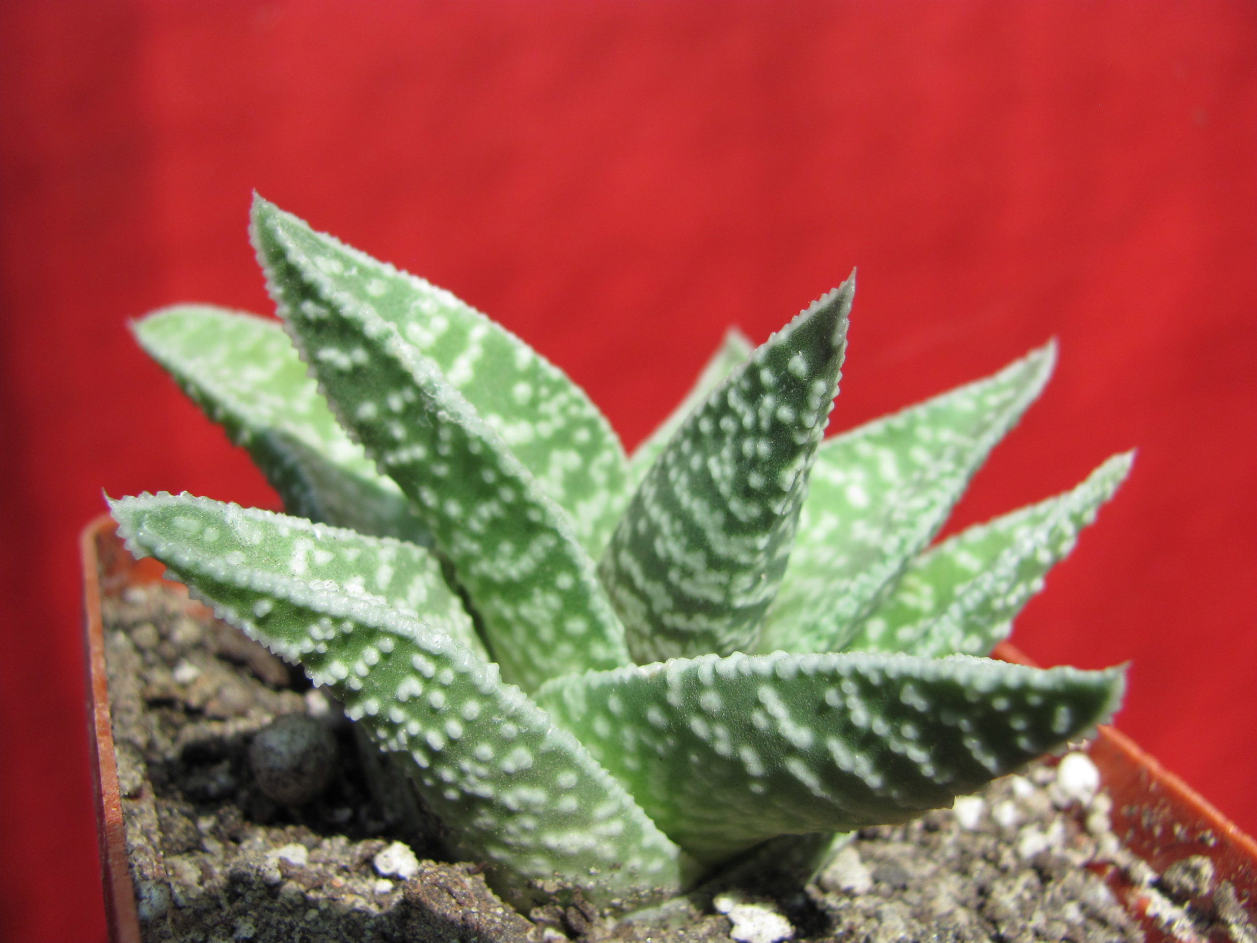 Gasteraloe
