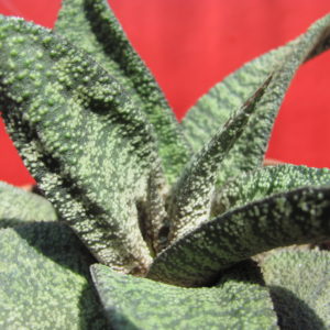 Gasteria    batesiana    hybr.