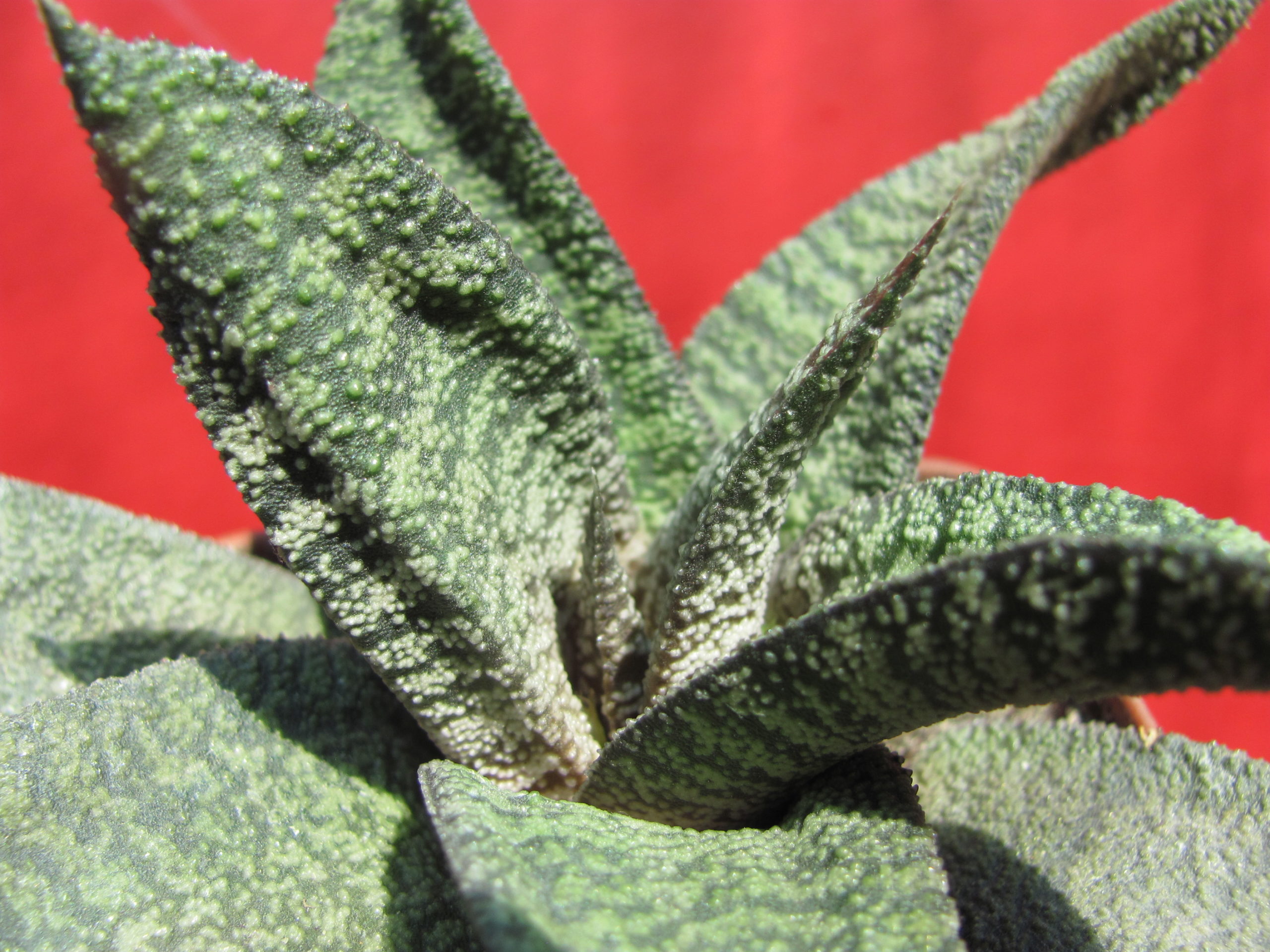 Gasteria    batesiana    hybr.