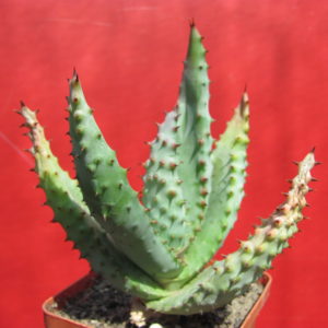 Aloe   marlothii