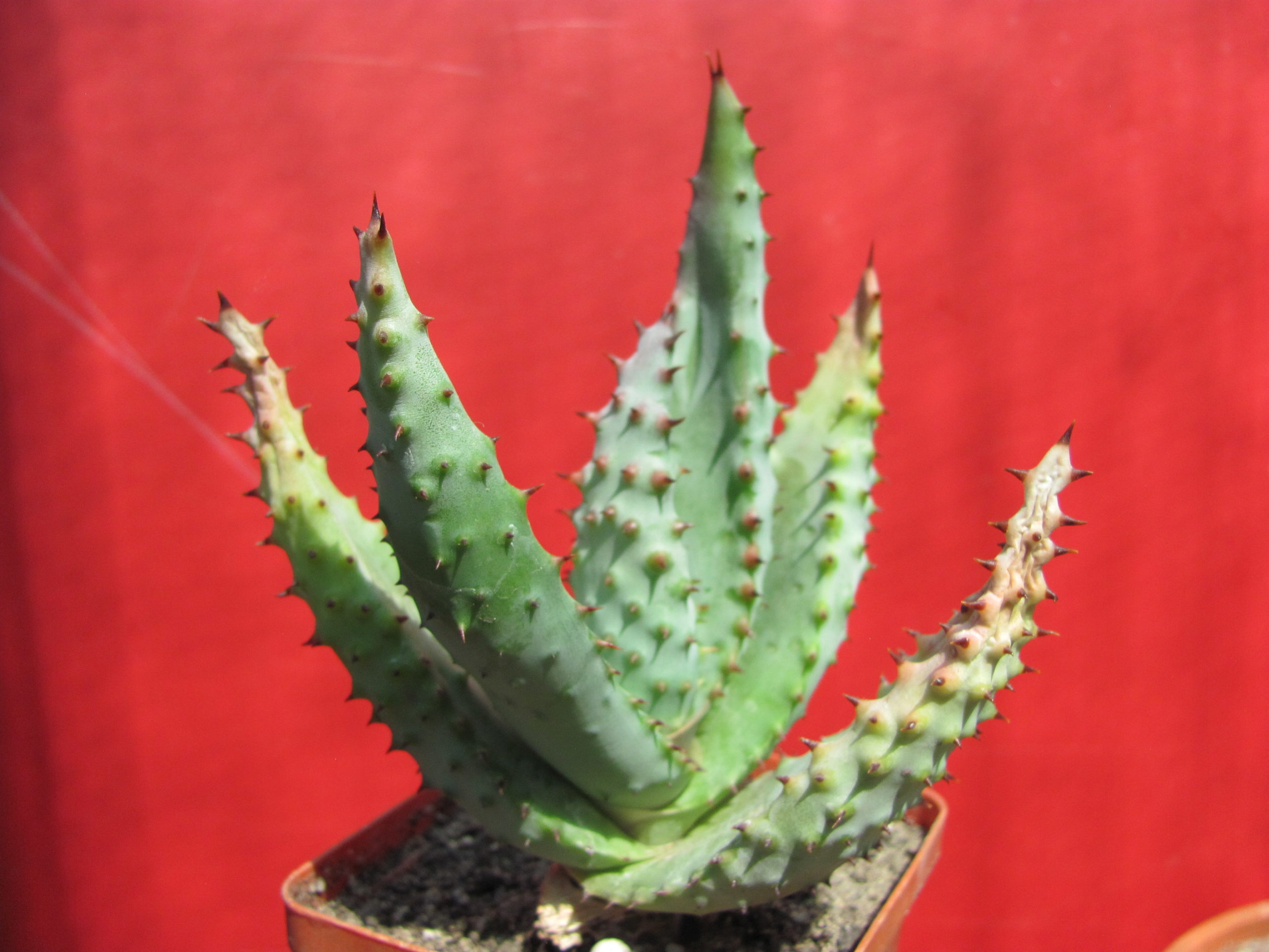 Aloe   marlothii
